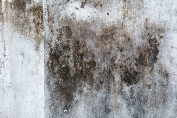 Best Black Mold Removal  in Waverly, OH