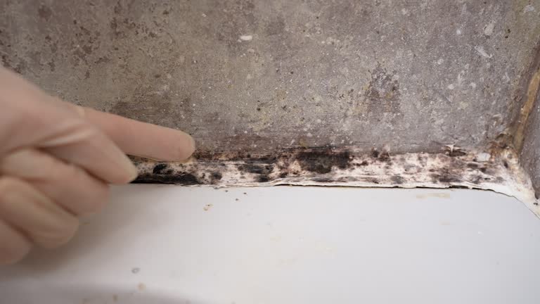 Mold Documentation for Insurance Claims in Waverly, OH